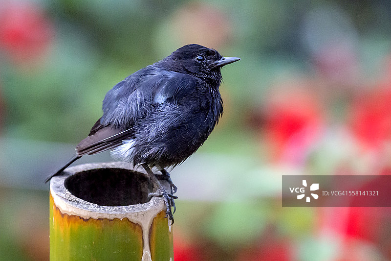德坦·普纳卢尔图片素材