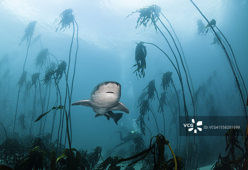 海带中的七鳃鳗图片素材