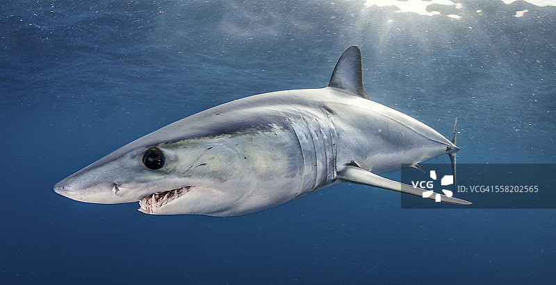 阳光下的灰鲭鲨图片素材