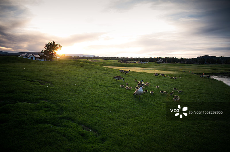 家庭鹅图片素材