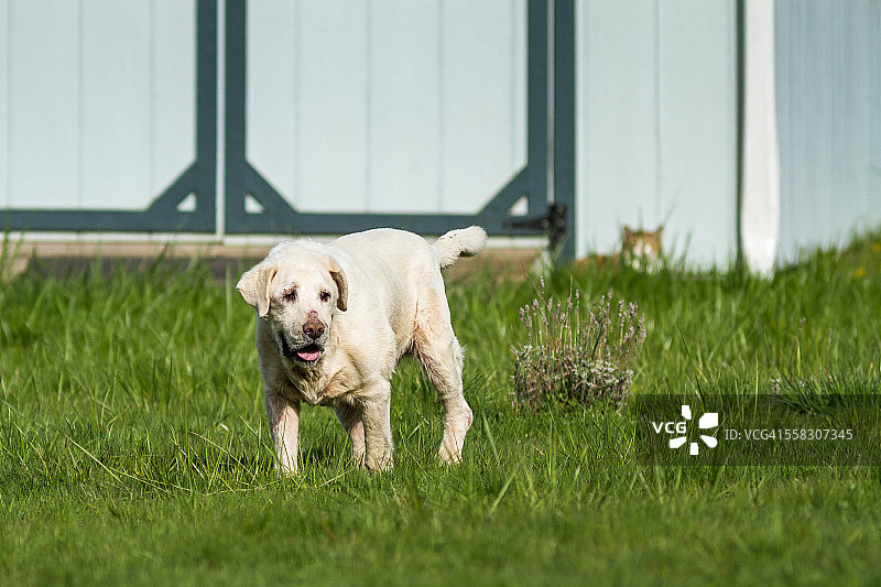 年长的白色拉布拉多犬图片素材
