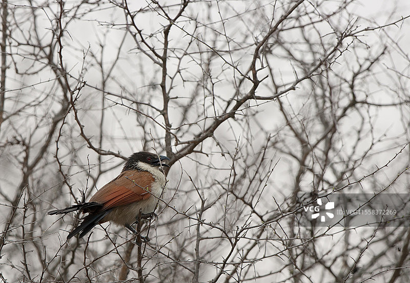 布氏鸦鹃图片素材