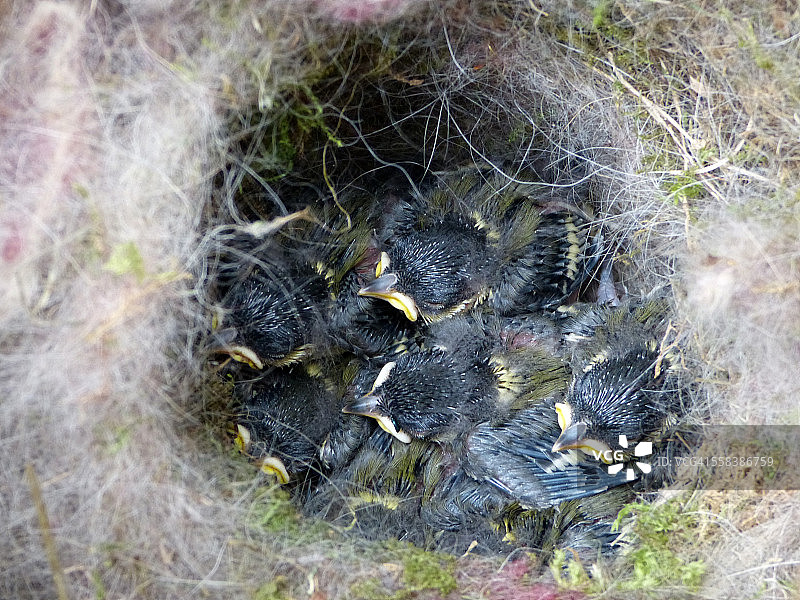 巢和幼小的山雀图片素材