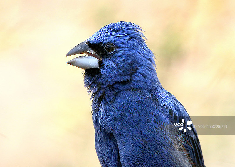 蓝雀肖像图片素材