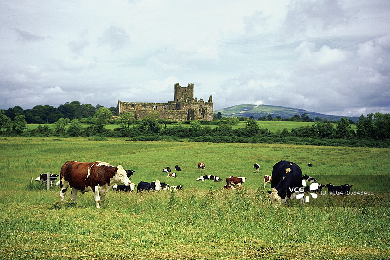 在田野上吃草的奶牛，爱尔兰沃特福德郡邓布罗迪修道院图片素材