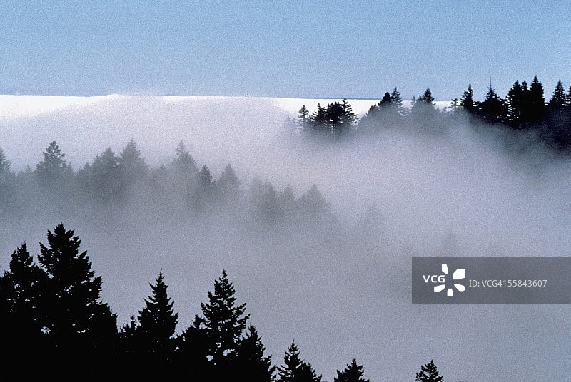 美国加州塔玛佩利斯山被雾气笼罩的树木图片素材