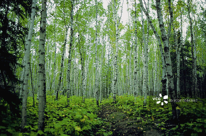 明尼苏达州森林中的白桦树仰视图片素材
