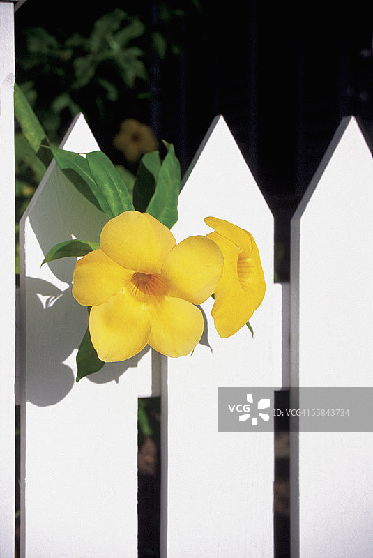 美国佛罗里达州基韦斯特，木栅栏上的黄蝉花特写图片素材