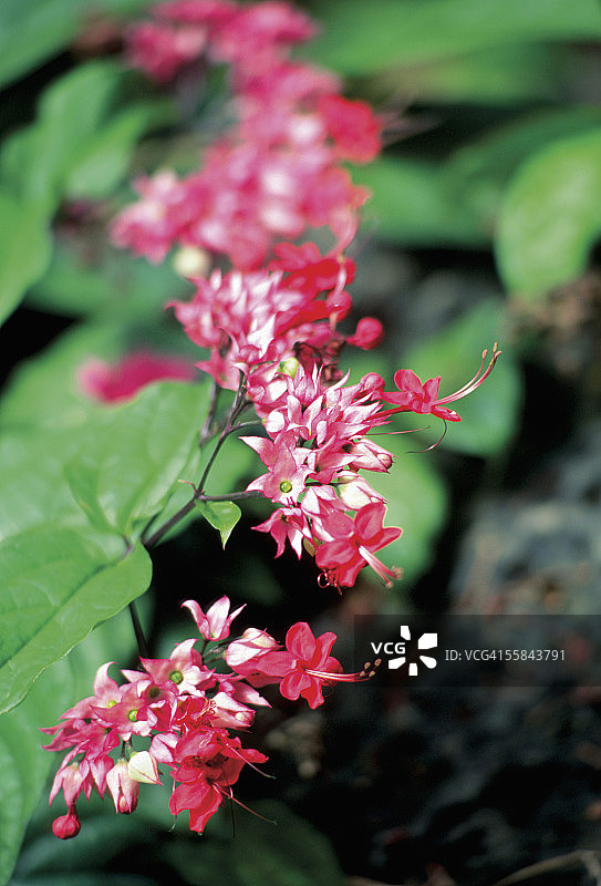 美国北卡罗来纳州红花夹竹桃特写图片素材