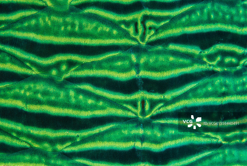 隆头鱼的皮肤细节图片素材