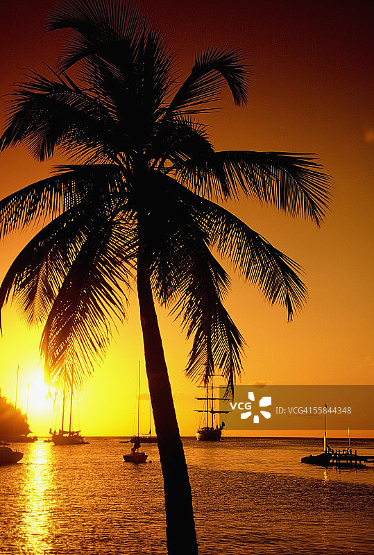 圣卢西亚马里戈特海湾的日落棕榈树轮廓图片素材