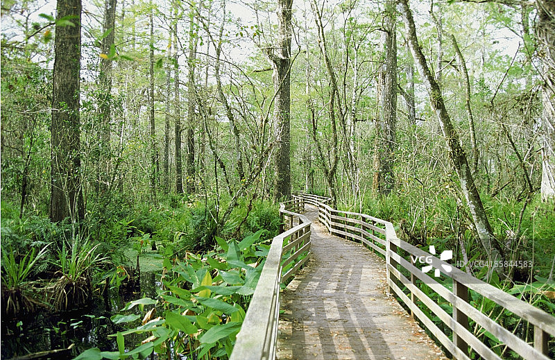 穿过美国佛罗里达州软木塞沼泽野生动物保护区的桥梁图片素材