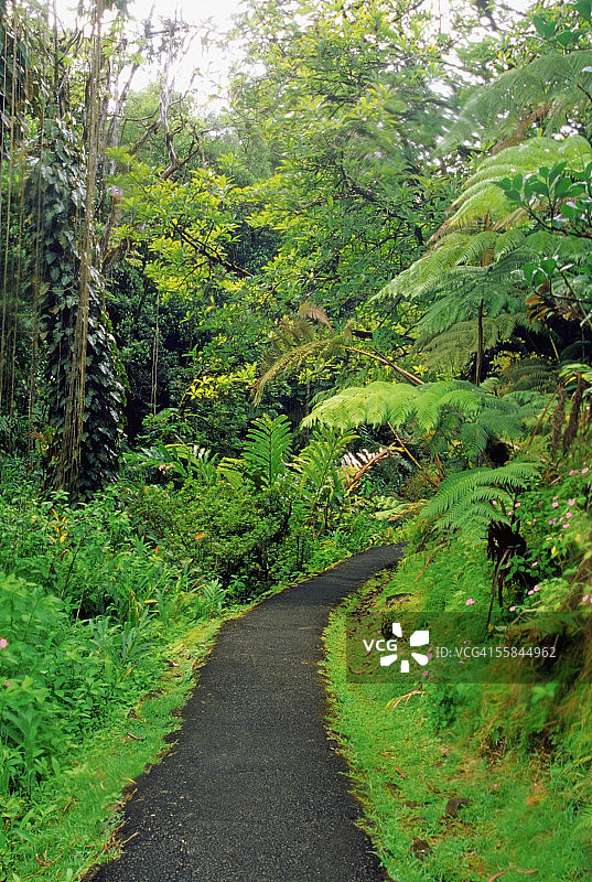 阿卡卡瀑布州立公园森林小路（美国夏威夷群岛）图片素材