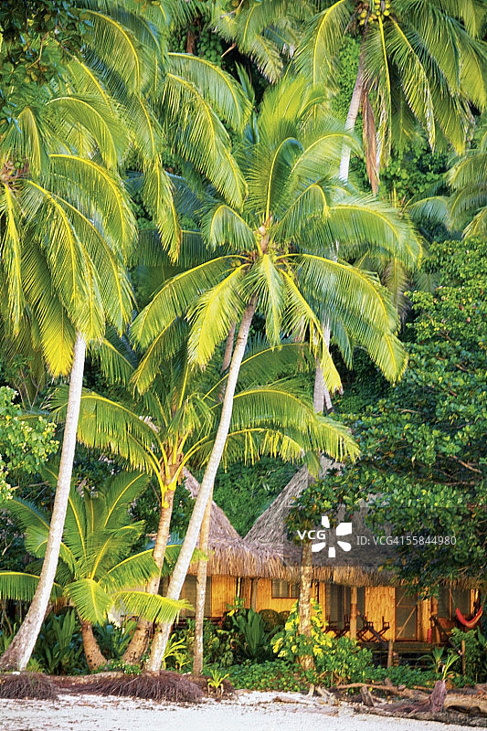 斐济卡米亚岛海滩俱乐部小屋上的棕榈树图片素材