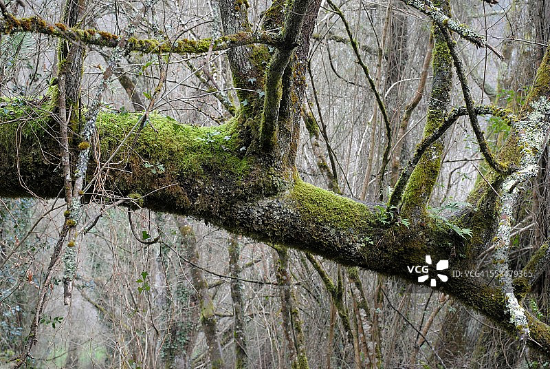森林中的树干图片素材