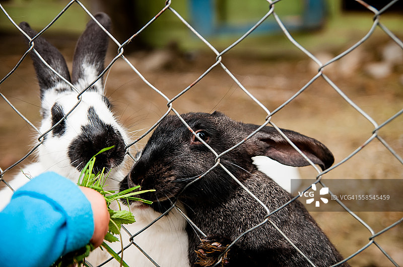 宝宝喂兔子图片素材