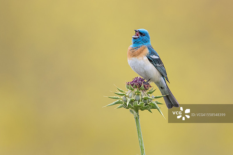 高声歌唱图片素材