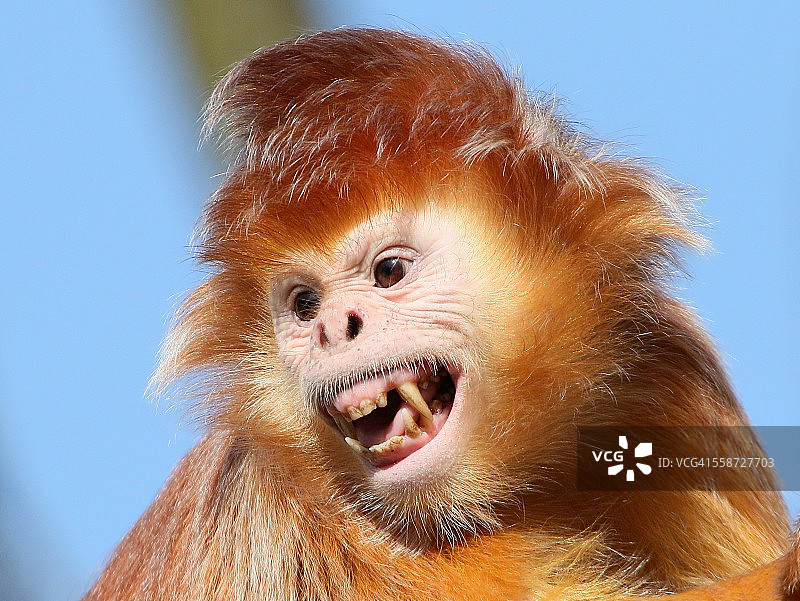 爪哇叶猴图片素材