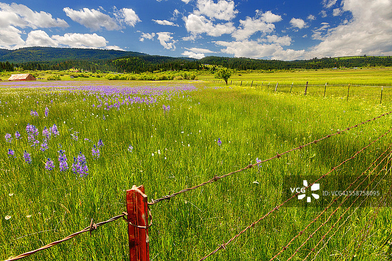 爱达荷州春天里开满卡马百合的草甸图片素材
