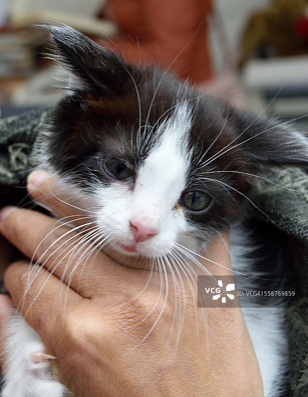 手上的小猫图片素材