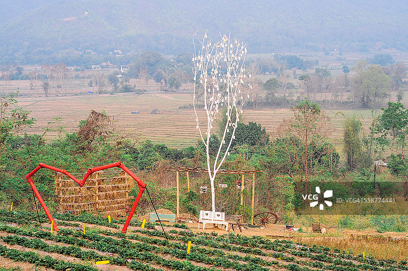 泰国拜县的草莓地图片素材