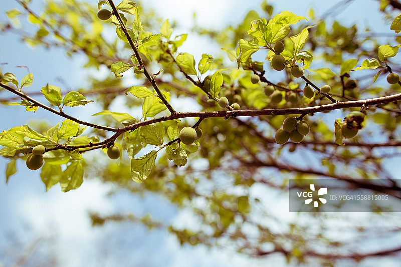 日式梅树图片素材