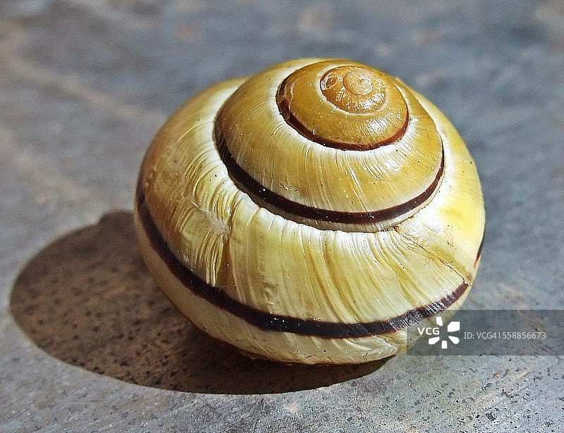 蜗牛的壳图片素材