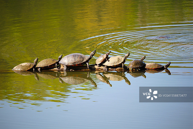 原木上的乌龟图片素材