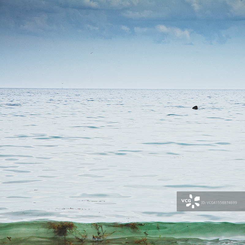 近岸的鲨鱼鳍图片素材