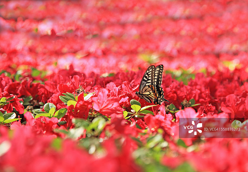 杜鹃花上的虎凤蝶图片素材