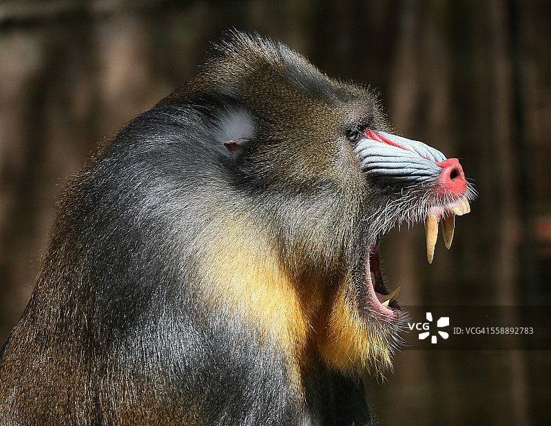 山魈军士图片素材