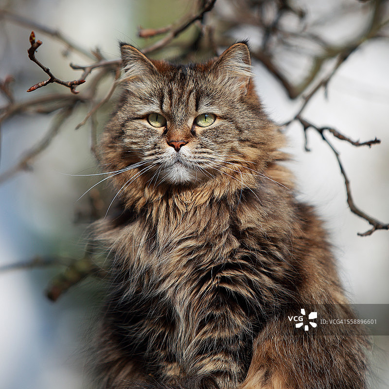 阳光下的长毛猫图片素材