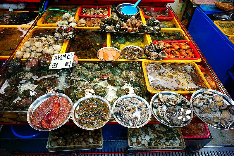 各种贝类图片素材