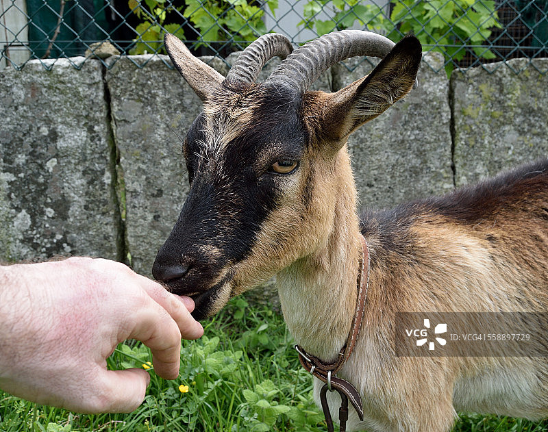 山羊啃咬我的手图片素材