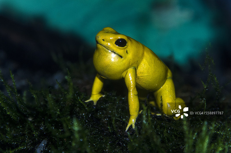 金色箭毒蛙图片素材