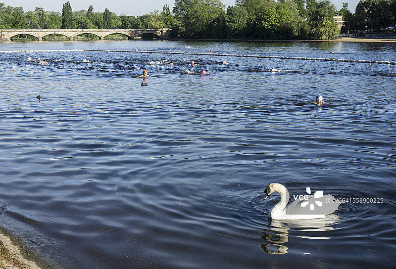 海德公园蛇形湖的清晨游泳者图片素材