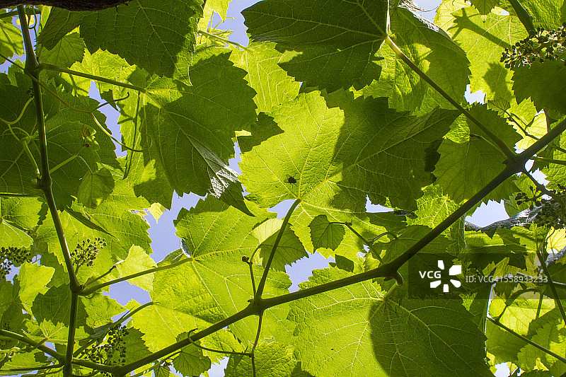 葡萄藤图片素材