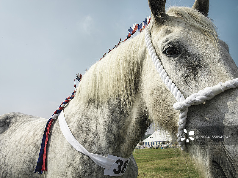 英国乡村展上的夏尔马特写图片素材