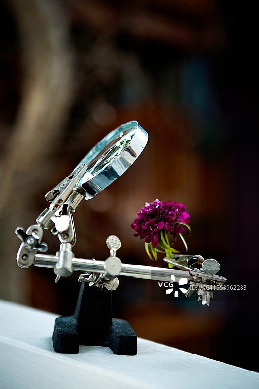 带有康乃馨和放大镜的古怪插花图片素材