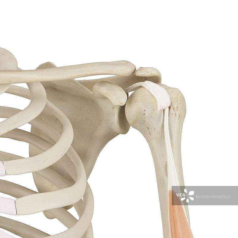 人类肩部骨骼图图片素材