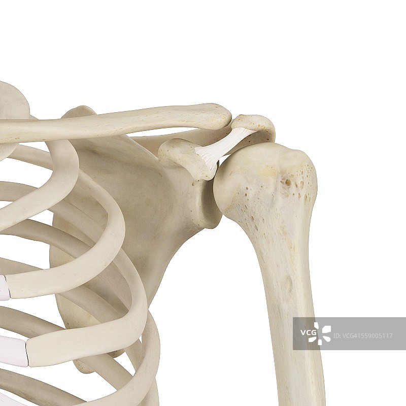 人类肩部骨骼图图片素材
