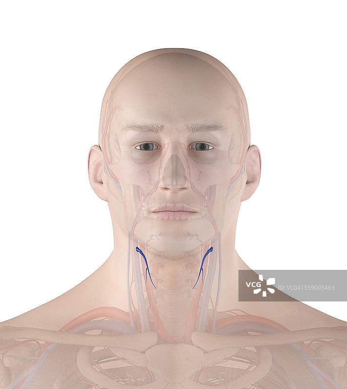 人体静脉插图图片素材