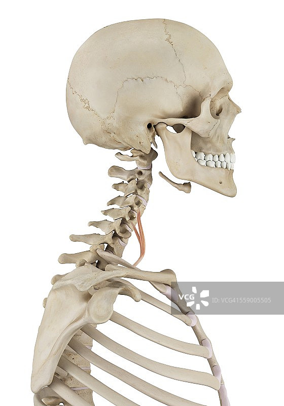 人体颈部肌肉图图片素材