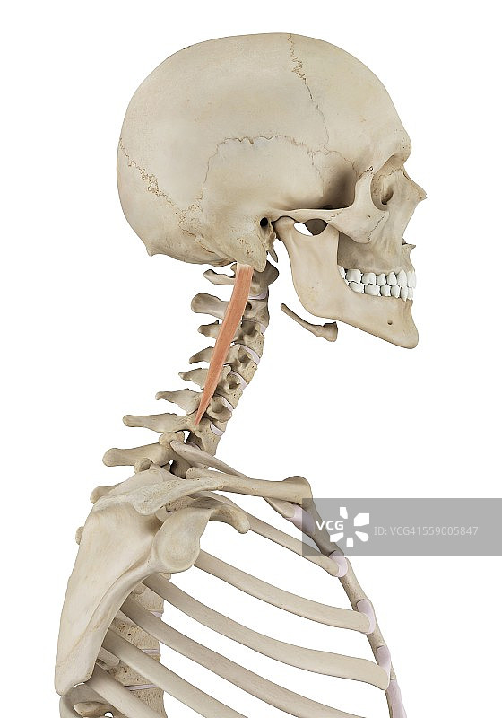 人体颈部肌肉图图片素材