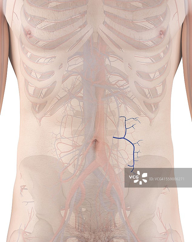 人体静脉插图图片素材