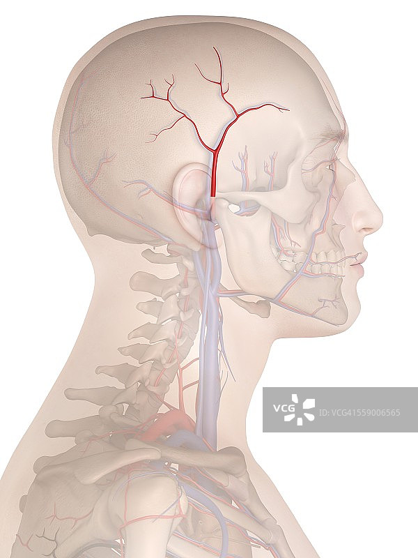 人类动脉插图图片素材