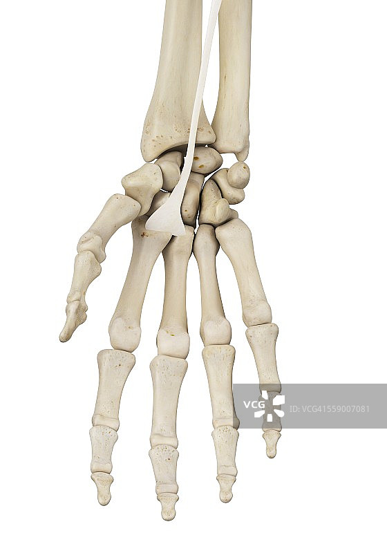 人手部解剖结构插图图片素材