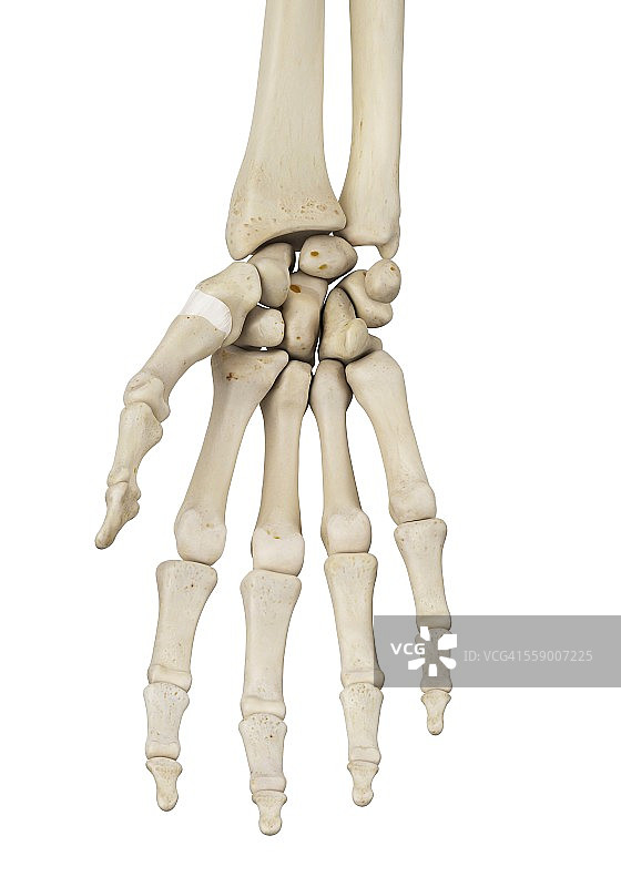 人手骨骼插图图片素材