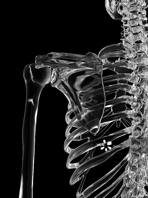 人的肩关节插图图片素材