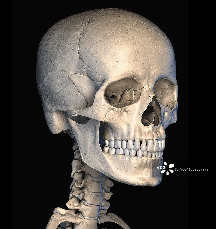 人类的头骨,插图图片素材